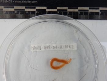 Media type: image;   Invertebrate Zoology 139220